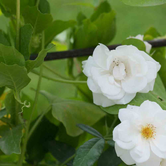 ROSIER ICEBERG - ANCIEN