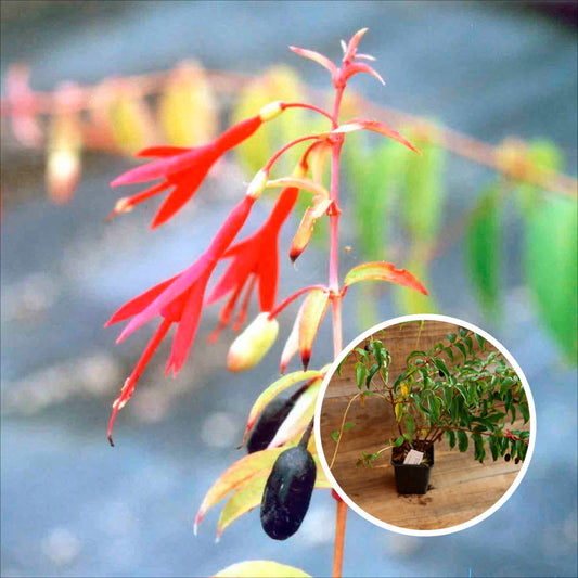 FUCHSIA COMESTIBLE AB - PLANT