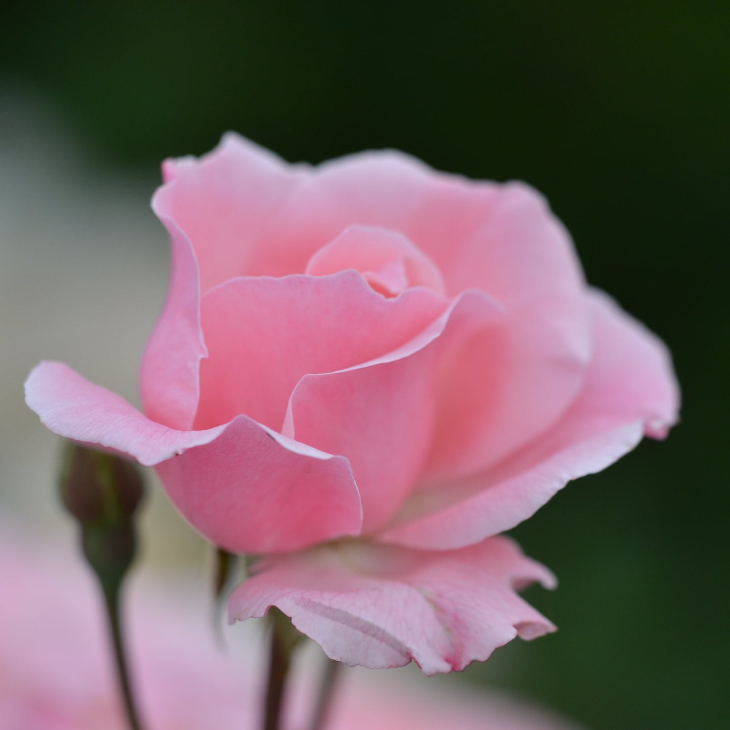 ROSIER QUEEN ELISABETH - GRANDES FLEURS