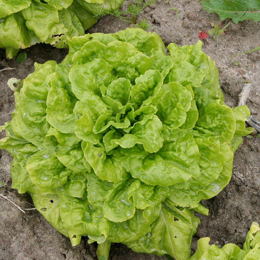 BATAVIA LETTUCE THE BRILLANT AB