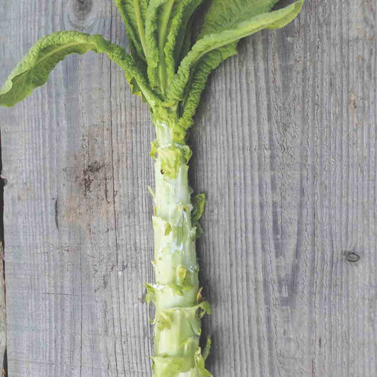 CELTUCE STANGENSALAT (SPARGEL) AB