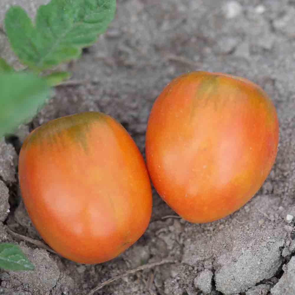 TOMATE MADAGASCAR AB