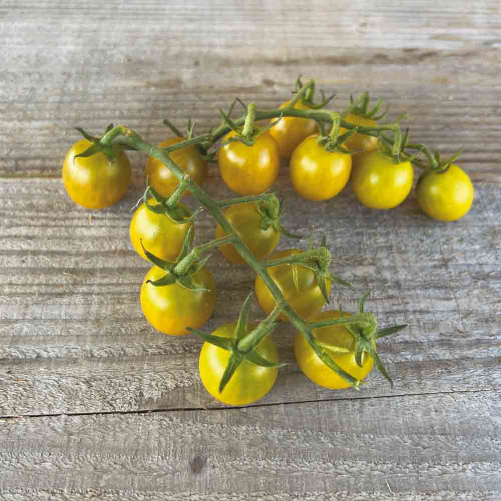 TOMATE GREEN GRAPE AB