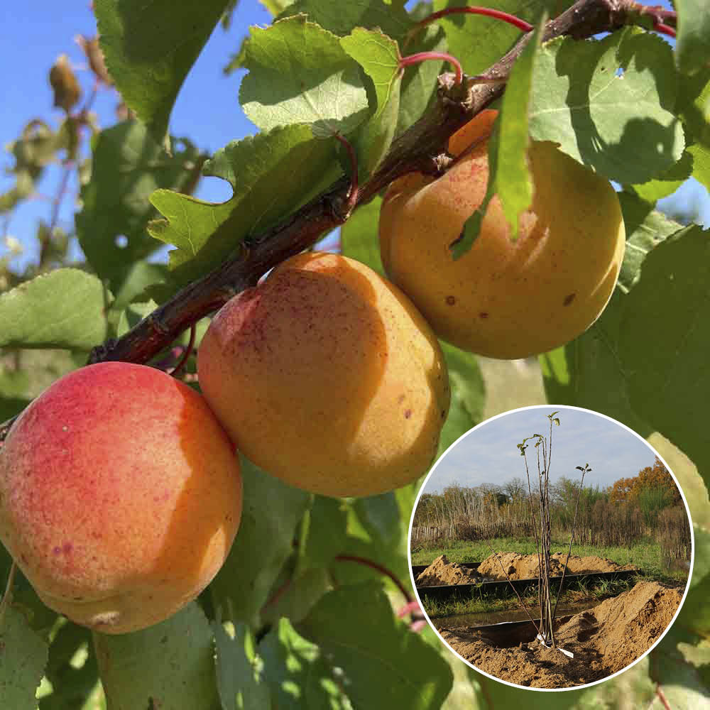 ABRICOTIER PRECOCE DE SAUMUR AB