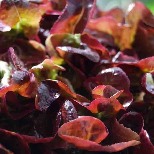 SCHNEIDESALAT ROTE SALATSCHÜSSEL AB