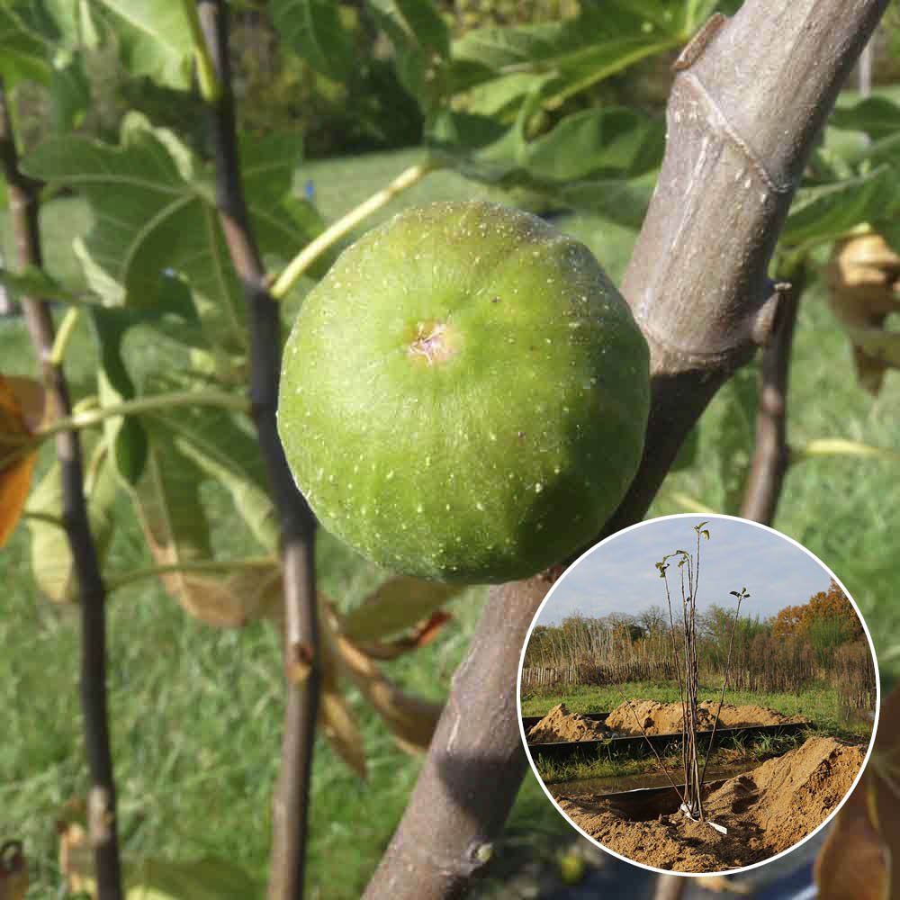 GOUTTE D´OR FEIGENBAUM AB