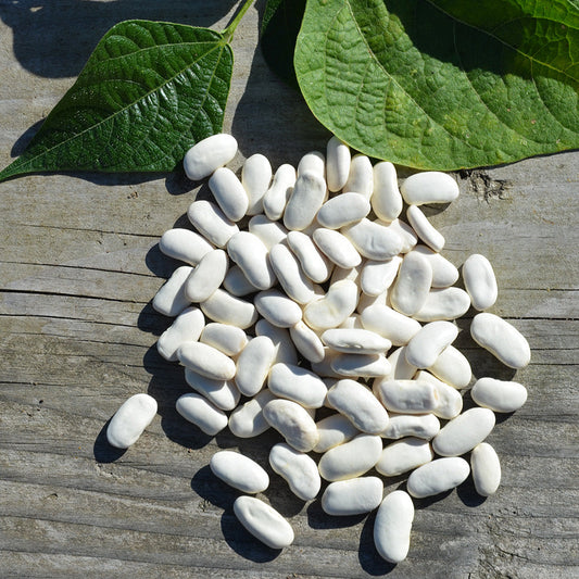 POLE BEAN SHELLING CORN AB