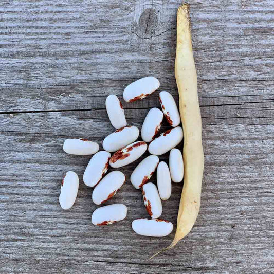 SAINT-ESPRIT RED-EYED DWARF BEAN FOR SHELLING AB