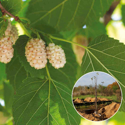 WHITE MULBERRY or JAPANESE MULBERRY AB