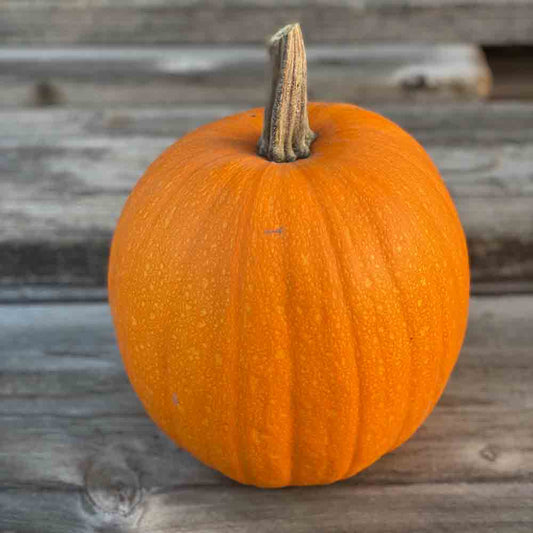 COURGE JACK O LANTERN AB