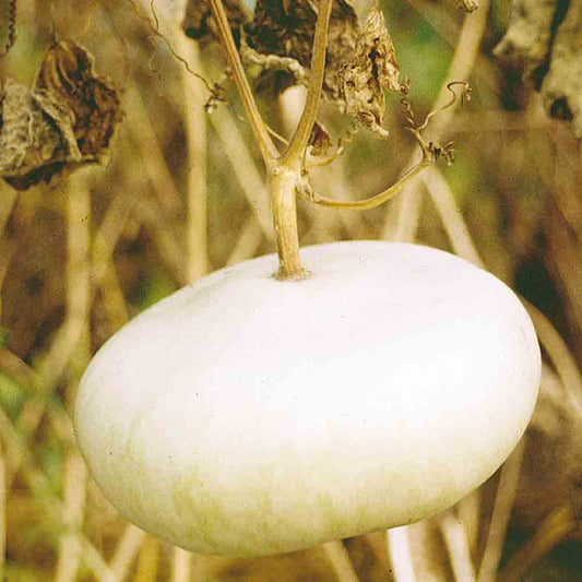 GOURD OR FLAT CALABASH FROM CORSICA AB