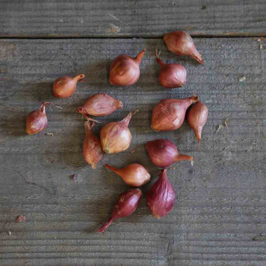 PINK ONION STUTTGARTER ROSE (Ptujska Rdeca) NT (bulbils)