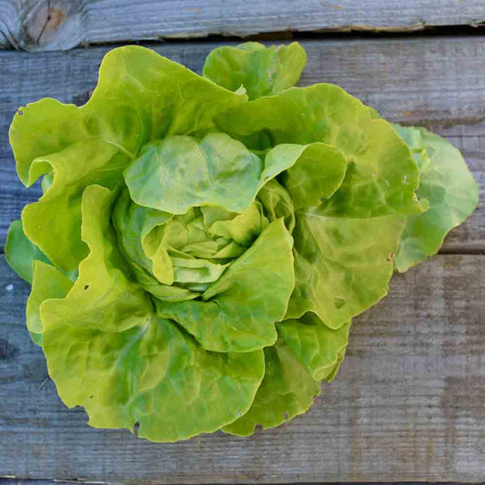 EXPRESS AB POMMEE LETTUCE