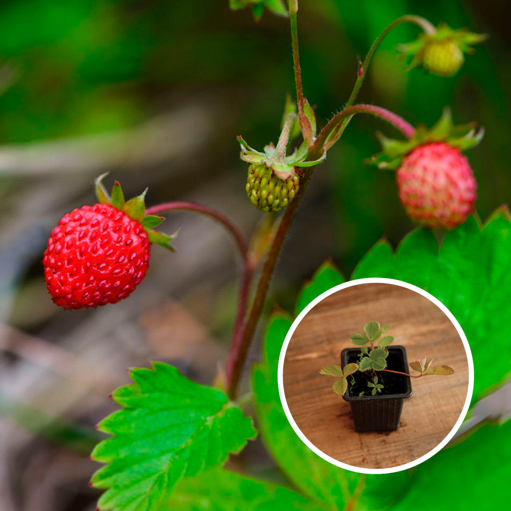 FRAISIER FRAISE DES BOIS - PLANT