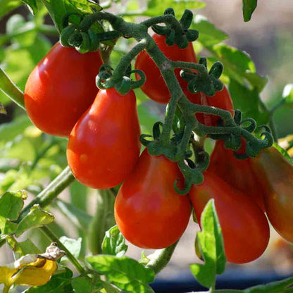 TOMATE POIRE ROUGE AB