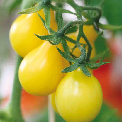 TOMATE POIRE JAUNE AB