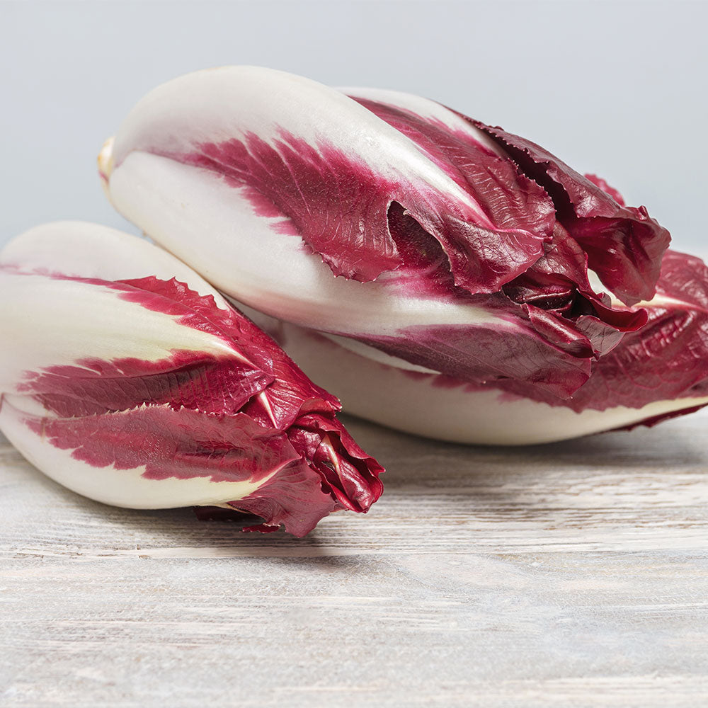 ENDIVE ROUGE NT (Racines)