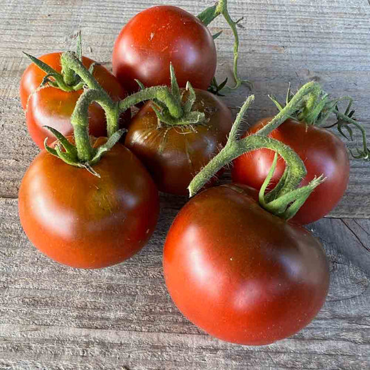 TOMATE NOIRE RUSSE AB