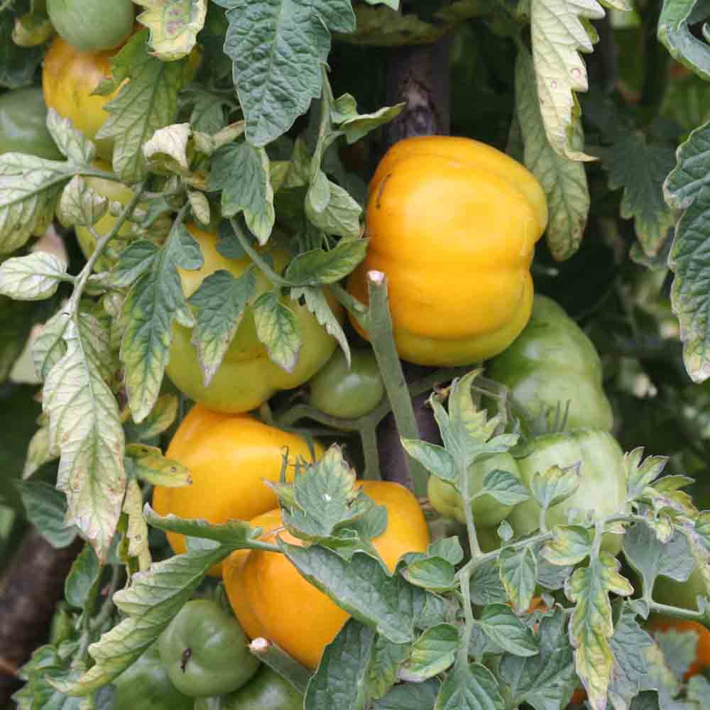 TOMATE JAUNE A FARCIR YELLOW STUFFER AB