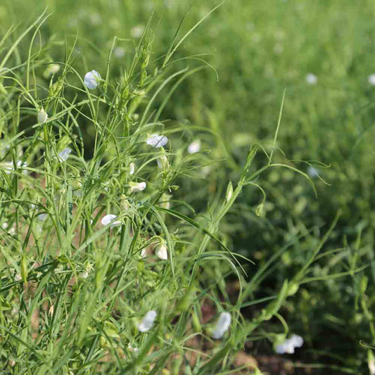 SQUARE PEA VEGETATION AB