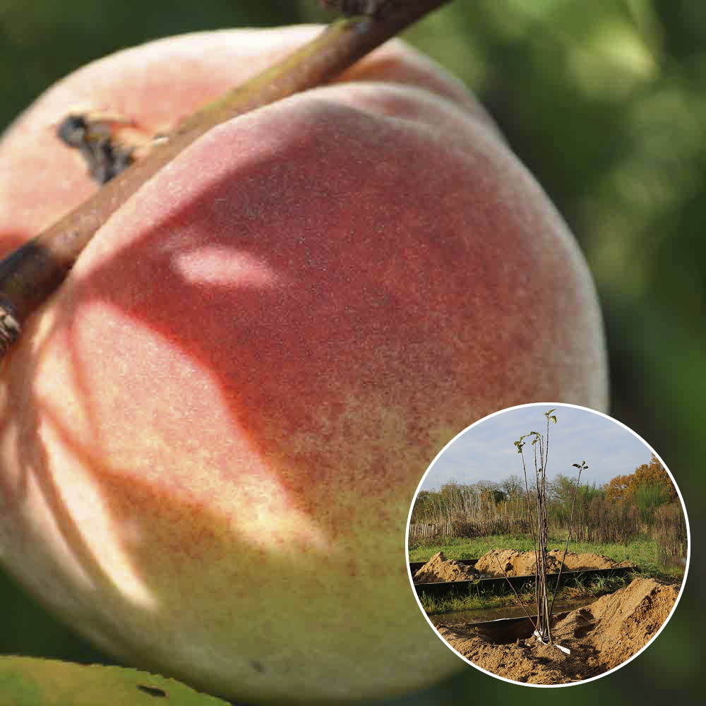 PÊCHER REINE DES VERGERS AB