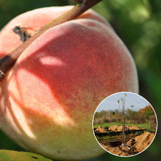 PEACH QUEEN OF ORCHARDS AB