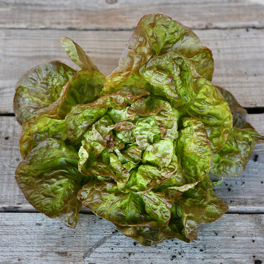 CAPUCCIO AB FAT LETTUCE