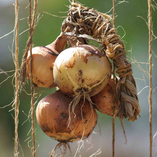 GELBE ZWIEBEL STURON AB