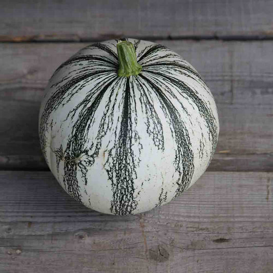 COURGE PEPITA SQUASH AB