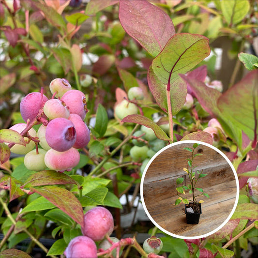 BLUEBERRY SHRUB DARROW AB - PLANT