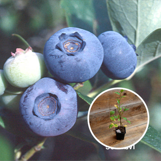 BLUEBERRY SHRUB IVANHOE AB - PLANT