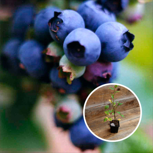 BLUEBERRY SHRUB ESTIVE AB - PLANT