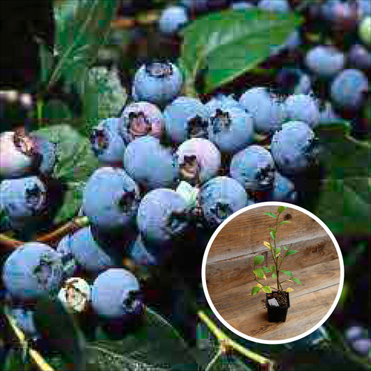 BLUEBERRY SHRUB BERKELEY AB - PLANT