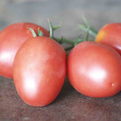 TOMATE OLIROSE AB