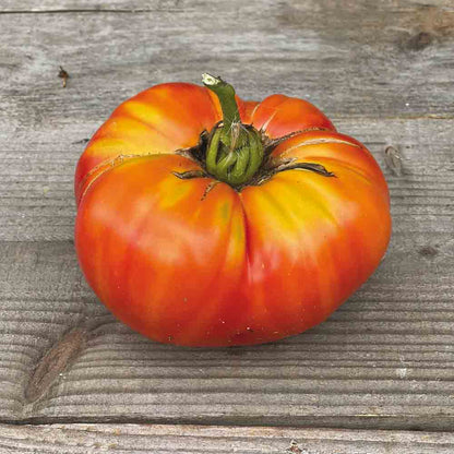 TOMATE STRIPED GERMAN AB