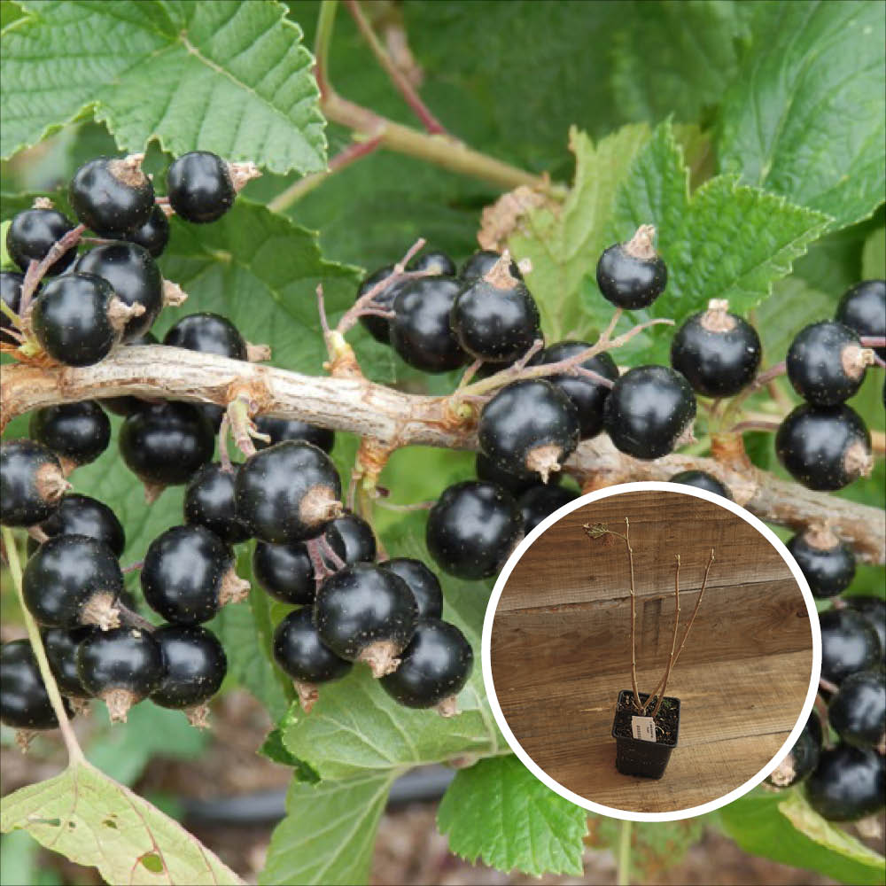 Schwarze Johannisbeere TRADIMEL AB - PFLANZE