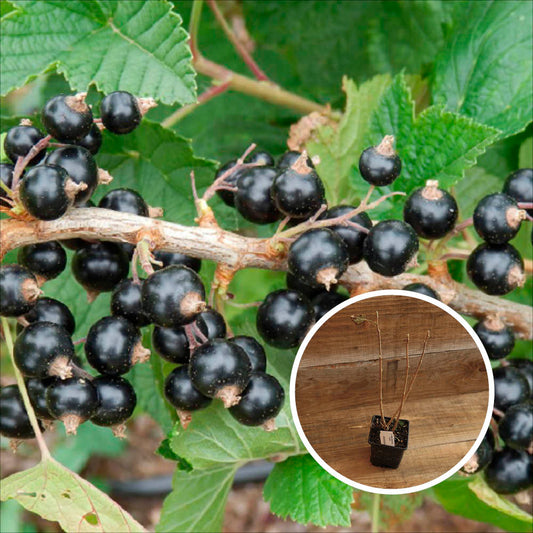 CASSIS TRADIMEL AB - PLANT