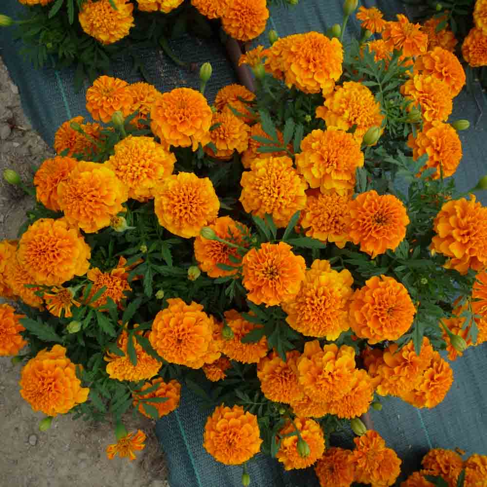 ROSE D´INDE OU TAGETES ERECTA AB