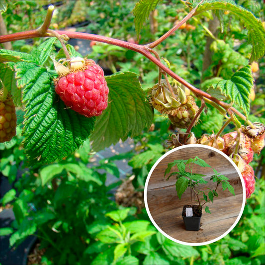 FRAMBOISIER ROUGE FRIDA AB - PLANT