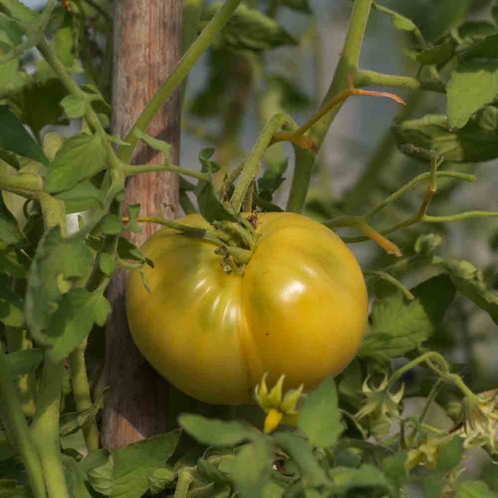 TOMATE WHITE WONDER AB