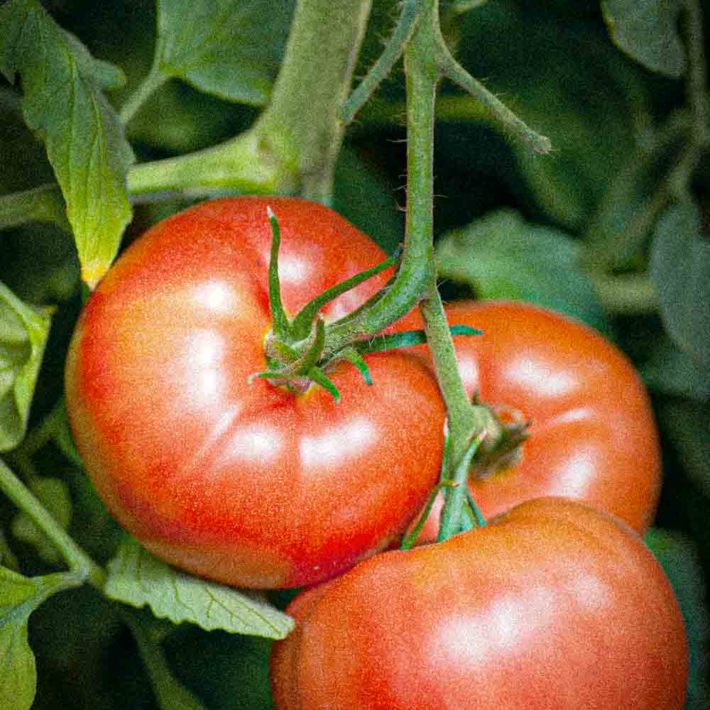 TOMATE REINE DES HÂTIVES AB