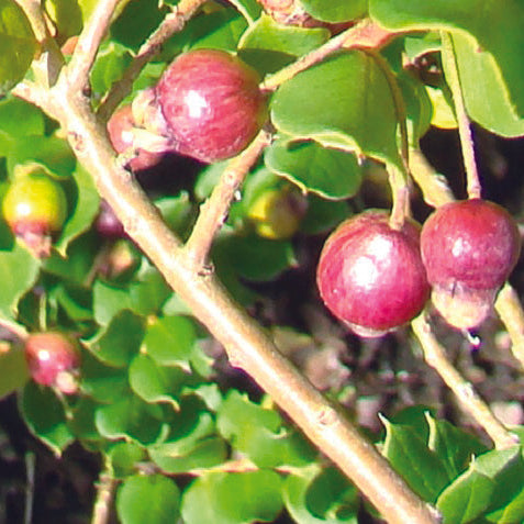 GEMEINSAME MYRTLE APICULATA AB - PFLANZE