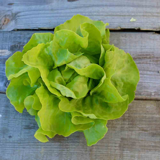 Kopfsalat mit weißen Samen, AB