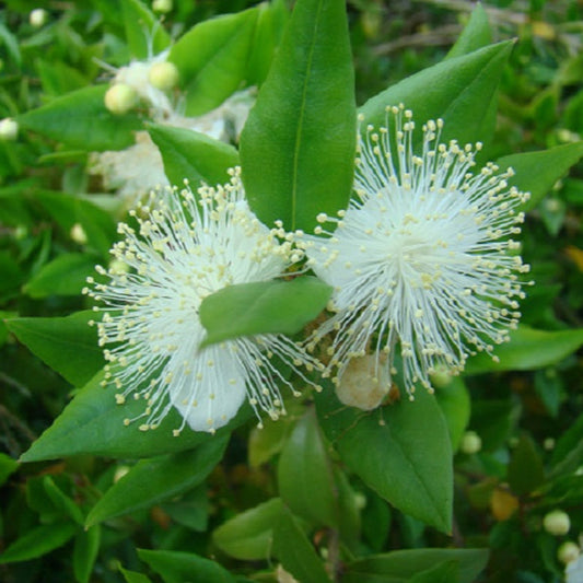 COMMON MYRTLE PITCHOUN AB - PLANT