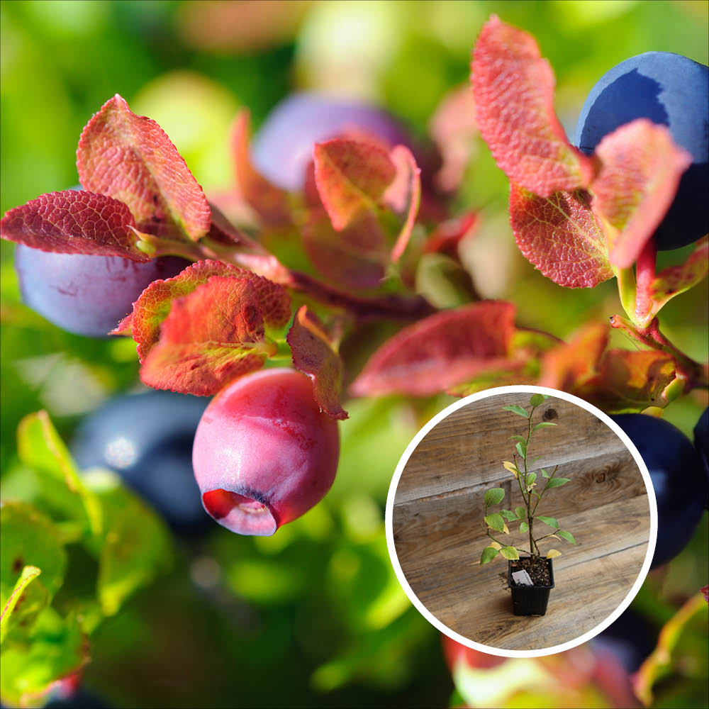 MYRTILLIER ARBUSTIF BLUECROP AB - PLANT