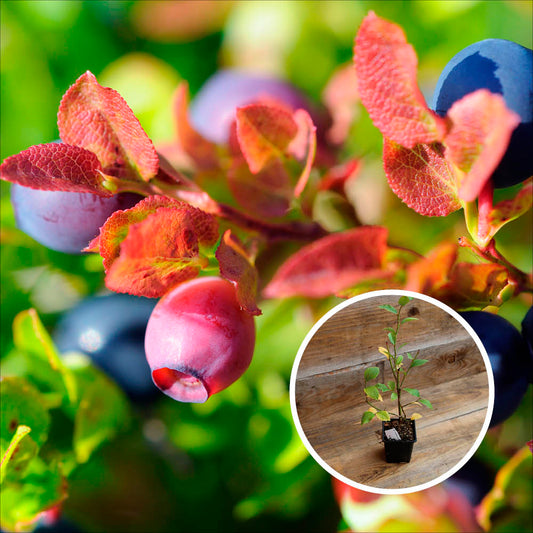 BLUECROP AB SHRUB BLUEBERRY - PLANT