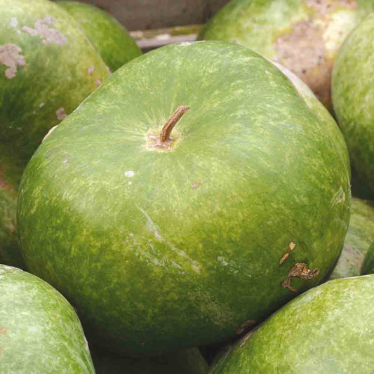 AFRICAN GOURD OR CALABASH AB