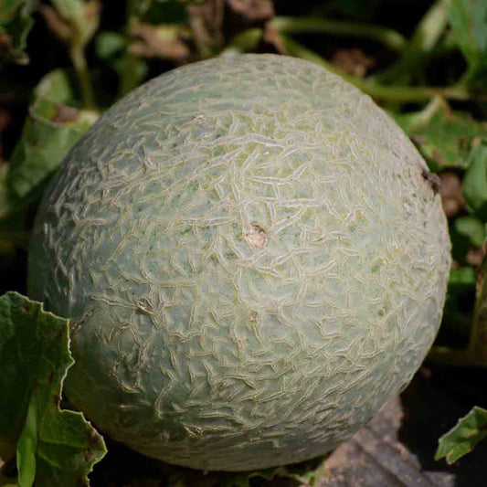 SUCRIN MELON FROM TOURS AB