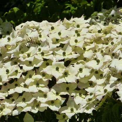 CORNOUILLER DE L´HIMALAYA AB - PLANT