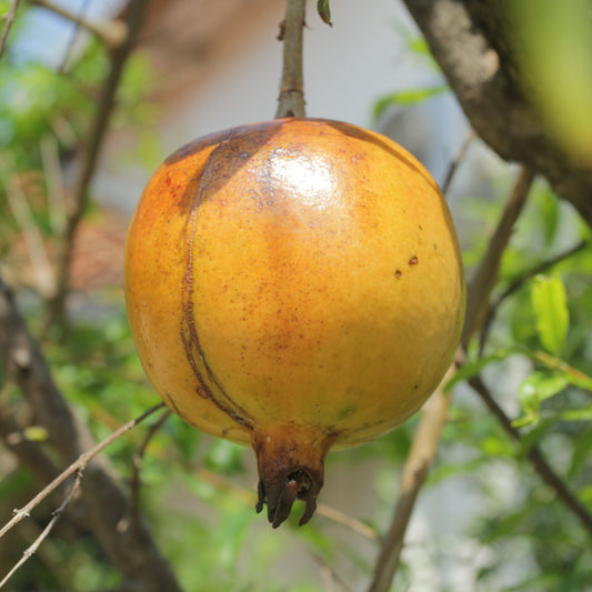 YELLOW FRUIT POMEGRANATE AB - PLANT